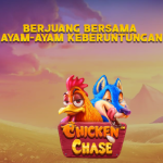 berjuang bersama ayam-ayam keberuntungan